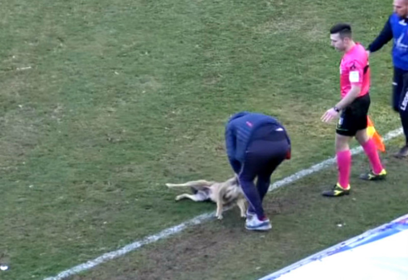 Curiosità Serie D: cane invade campo, allenatore lo trascina via scatenando ira degli avversari (VIDEO)
